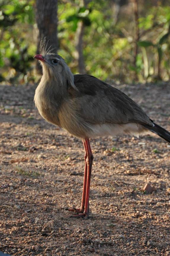 Uma sirierma se aproxima de nós na Chapada dos Guimarães, no Mato Grosso